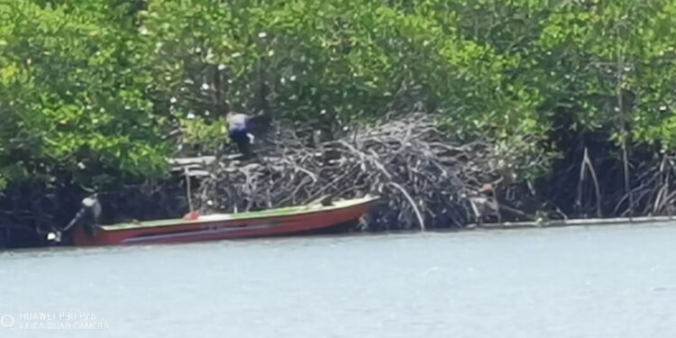 Babat Hutan Mangrove Bangun Dermaga, Warga Kesal Laporan Tidak Ditanggapi DLH.