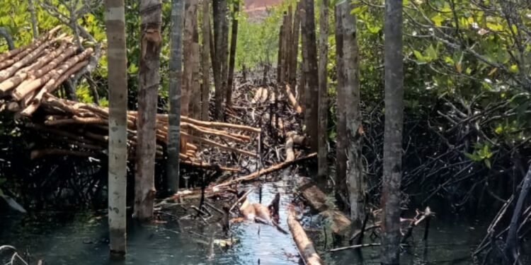 Konfirmasi Babat Hutan Mangrove Bangun Dermaga, Pihak Berkompeten DLH Kota Batam Tidak Menjawab.