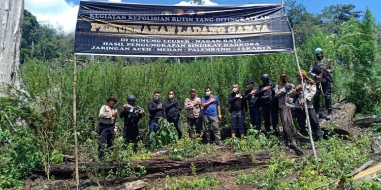 Polri Musnahkan 7 Haktare Ladang Ganja Di Gunung Lauser Dan Sita 592 Kg Ganja Kering .