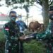 Pangdam XII/Tpr Serahkan Hewan Qurban.