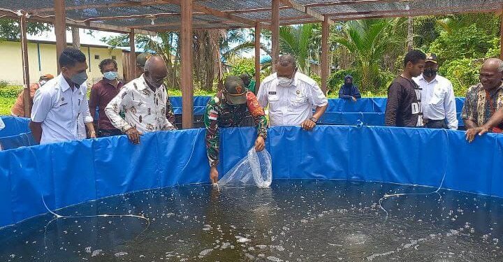 Satgas Pamtas 131/Brs Kembangkan Budidaya Ikan Lele Dengan Kolam Terpal Di Papua.