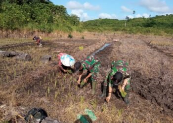 Anggota Satgas Yonif 144/JY Bantu Warga Menanam Padi Sawah Tradisional Di Perbatasan.