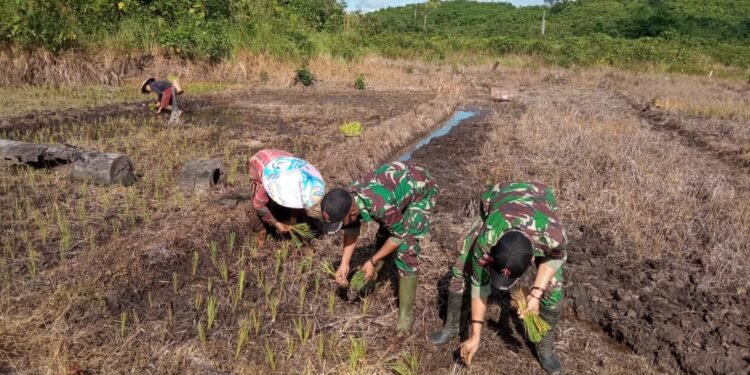 Anggota Satgas Yonif 144/JY Bantu Warga Menanam Padi Sawah Tradisional Di Perbatasan.