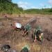 Anggota Satgas Yonif 144/JY Bantu Warga Menanam Padi Sawah Tradisional Di Perbatasan.