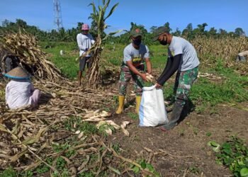Satgas Yonif 131/Brs Bersama Warga Panen Jagung Di Kampung Yetti Papua.