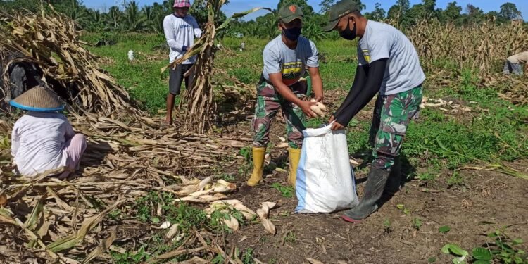 Satgas Yonif 131/Brs Bersama Warga Panen Jagung Di Kampung Yetti Papua.