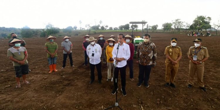 Presiden Jokowi Berharap Kebutuhan Jagung Nasional Tercukupi.