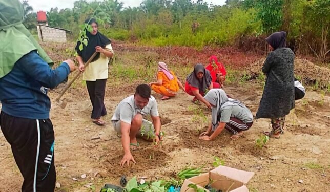 Manfaatkan Pekarangan Belakang Kantor, Kelompok PPK Desa Selayar Bercocok Tanam Sayuran.