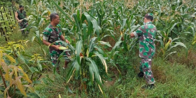 Wujudkan Ketahanan Pangan, Koramil 1802-07/Aimas Panen Jagung Bersama.