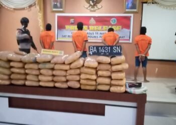 Bawa 2 Karung Ganja Dari Penyabungan, 4 Pelaku Ditangkap Polres Pasbar.