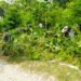 Gotong Royong Anggota Satgas Pamtas RI-RDTL Yonif 743/PSY Bersama Warga di Perbatasan Bersihkan Jalan dan Jalur Kabel PLN.