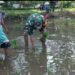 Dukung Swasembada Pangan, Babinsa Turun ke Sawah Bantu Petani.