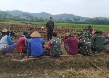 Beri Motivasi Dan Dukung Ketahanan Pangan, Babinsa Bantu Turun Ke Ladang.