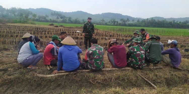 Beri Motivasi Dan Dukung Ketahanan Pangan, Babinsa Bantu Turun Ke Ladang.