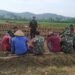 Beri Motivasi Dan Dukung Ketahanan Pangan, Babinsa Bantu Turun Ke Ladang.