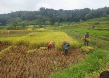 Bentuk Kemanunggalan TNI, Babinsa Jurug Bantu Petani Panen Padi.