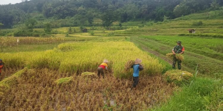 Bentuk Kemanunggalan TNI, Babinsa Jurug Bantu Petani Panen Padi.
