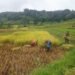 Bentuk Kemanunggalan TNI, Babinsa Jurug Bantu Petani Panen Padi.
