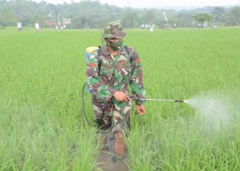 Koramil Banyudono Bantu Petani Kendalikan Hama Padi.