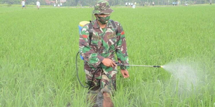 Koramil Banyudono Bantu Petani Kendalikan Hama Padi.