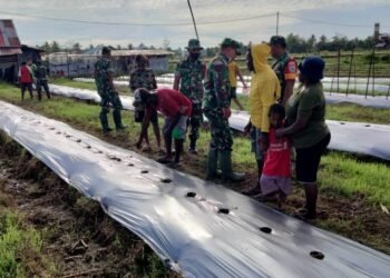 Program Ketahanan Pangan, Danramil Aimas Bantu Petani.