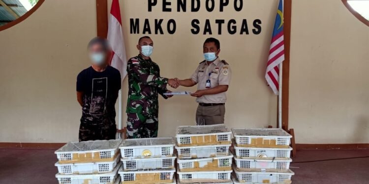 Lakukan Sweeping, Pos Kotis Satgas Pamtas Yonif Mekanis 643/Wns Amankan Ratusan Satwa Liar Ilegal.