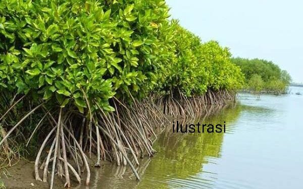 Diduga Membuat Laporan Fiktif, Oknum Pns Aktif Sekdes Tanjung Kelit Mar’up Ratusan Juta Rupiah Upah Pokja Penanaman Mangrove.