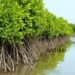 Diduga Membuat Laporan Fiktif, Oknum Pns Aktif Sekdes Tanjung Kelit Mar’up Ratusan Juta Rupiah Upah Pokja Penanaman Mangrove.