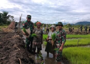 Dukung Ketahanan Pangan, Satgas Pamtas Yonif 126/KC Bantu Warga Tanam Padi di Perbatasan.
