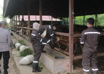 drh. Devi Kusuma Ningrum,MH Menerangkan Sebanyak 47 Ekor Sapi di Balai Karantina Kelas I Pontianak Membaik.