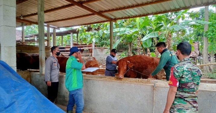 Babinsa Sukseskan Vaksin PMK di Desa Pulutan Nogosari.