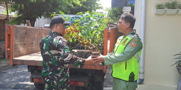 Babinsa Kemlayan Dampingi Dinas Pertanian Beri Bibit Cabai Kepada Pengurus PKRW Kelurahan.