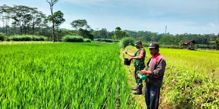 Jaga Kesuburan Padi, Babinsa Bantu Petani Tebarkan Pupuk