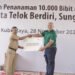 Hijaukan Kawasan Pinggiran Pantai, PLN UID Kalbar Kembali Tanam 10 Ribu Pohon Mangrove.