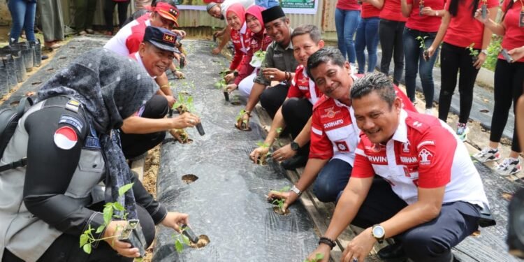 Bersama Klien Bapas, Kepala Kanwil Kemenkumham Riau panen Sorgum dan Tanam Cabe di Griya Abhipraya Santri Tani NU Bapas Pekanbaru.