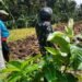Bhabinsa Kemusu Sambangi Petani Saat Pengolahan Lahan.