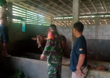 Jalin Silahturahmi, Babinsa Komsos Dengan Peternak Sapi.