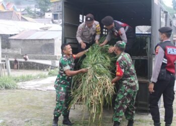 TNI Polri Boyolali Ngarit Beri Pakan Ternak Warga Dampak Erupsi.