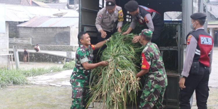 TNI Polri Boyolali Ngarit Beri Pakan Ternak Warga Dampak Erupsi.
