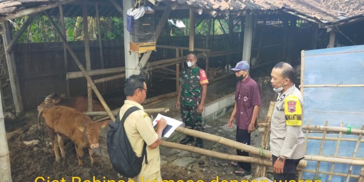 Cegah Penyebaran LSD Babinsa Monitoring Hewan Ternak di Wilayah.