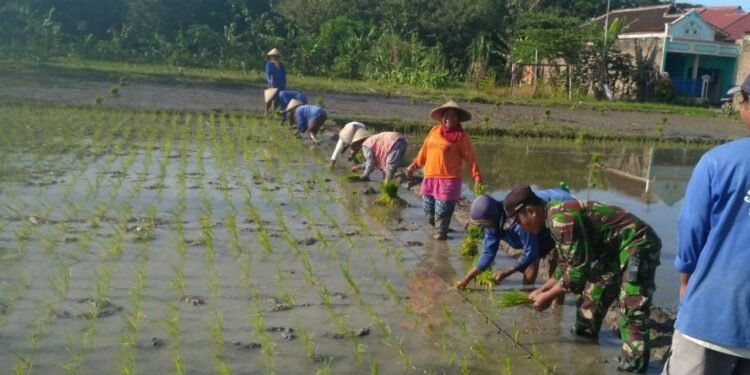 Babinsa Kelurahan Banjarsari Dampingi Petani Bantu Penanaman Padi.