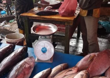 Masuk Hari Ketiga Ramadhan, Harga Ikan Melonjak di Aceh Barat.