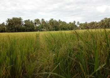 Padi Areal Persawahan Blang Suemasang Mulai Dipanen. Ini Penjelasan Tokoh Tani.