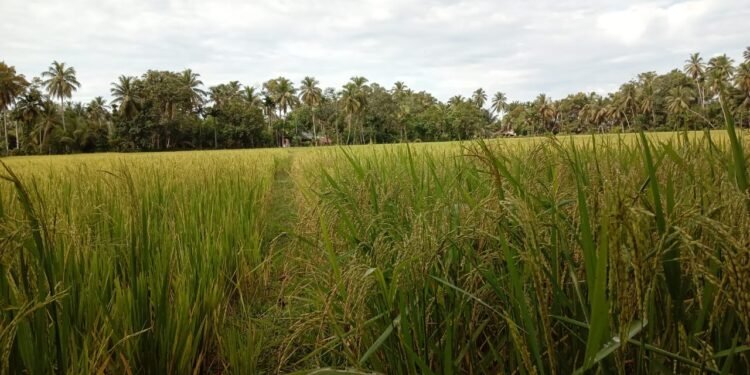 Padi Areal Persawahan Blang Suemasang Mulai Dipanen. Ini Penjelasan Tokoh Tani.