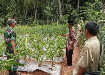 Keikutsertaan Babinsa Guna Menyukseskan Swasembada Pangan.