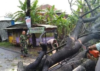 Babinsa dan Babinkamtibmas Evakuasi Pohon Tumbang.