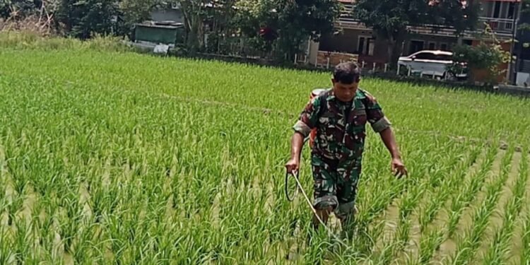Tingkatkan Hasil Pertanian, Babinsa Karangasem Dampingi Gapoktan Basmi Hama Padi.