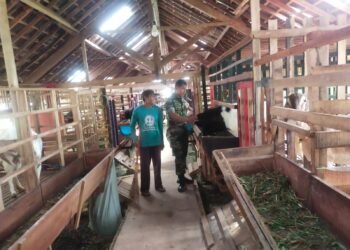 Dukung Peningkatan Potesi Wilayah, Babinsa Komsos Dengan Peternak Kambing.