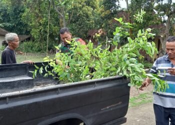Pentingnya Penghijauan, Babinsa Sambi Ajak Masyarakat Tanam Pohon.