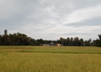 Padi di Areal Persawahan Blang Seumasang Gampong Ladang Mulai di Panen.